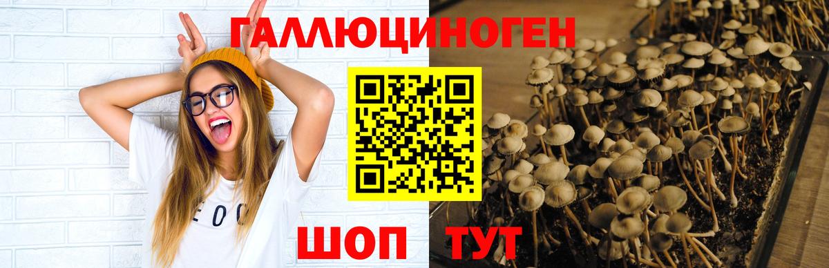 Кузнецк  Галлюциногенные грибы прущие грибы  Вход с VPN  Псилоцибиновые грибы Psilocybe 